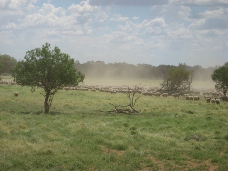 ” Yambutta “, Quilpie QLD 4480