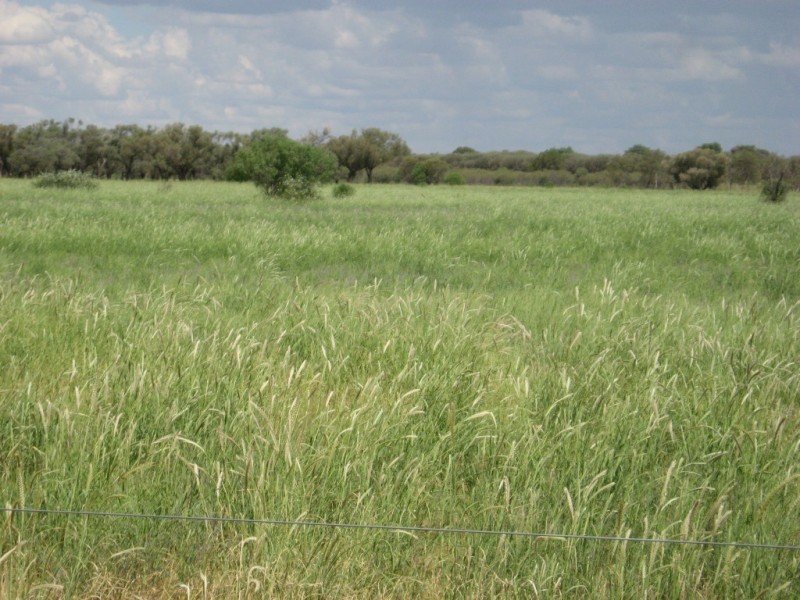 ” Yambutta “, Quilpie QLD 4480