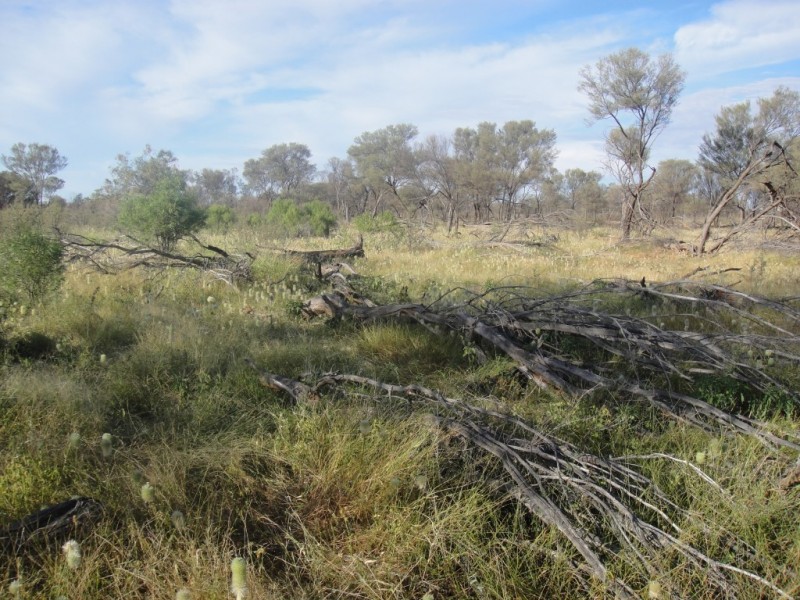 ” Yambutta “, Quilpie QLD 4480