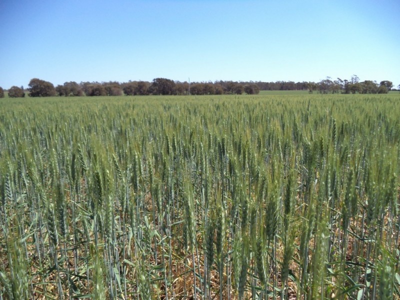 ‘ LOCHVOIL ‘, Dulacca QLD 4425