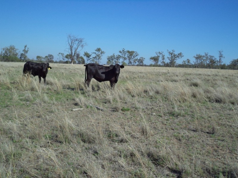 ‘ LOCHVOIL ‘, Dulacca QLD 4425