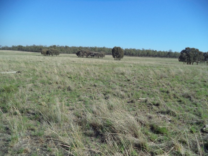 ‘ LOCHVOIL ‘, Dulacca QLD 4425