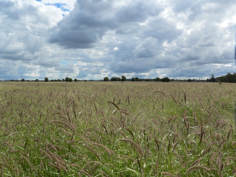 ” Boolara “, Meandarra QLD 4422