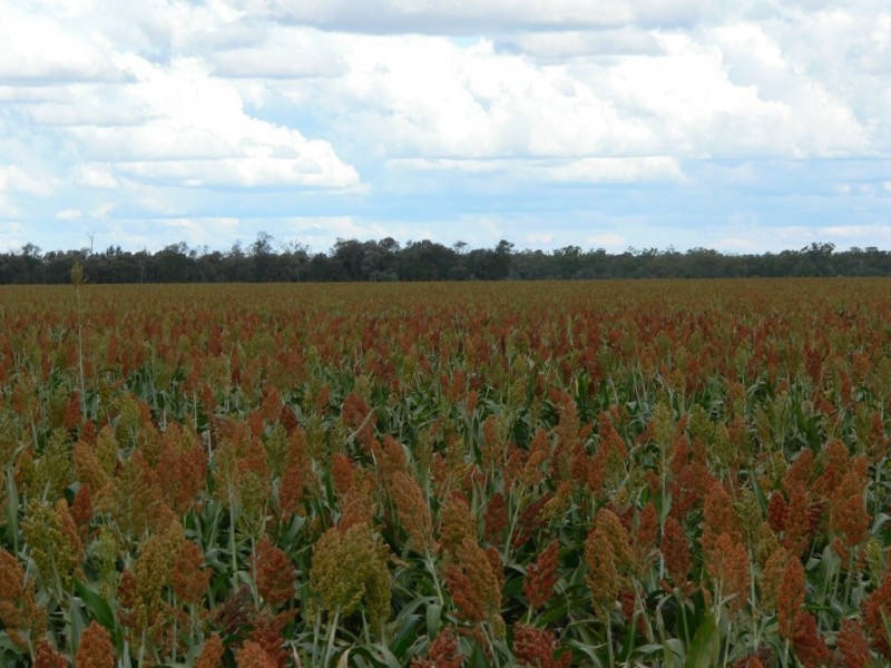 ” Boolara “, Meandarra QLD 4422