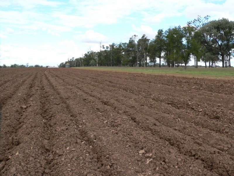 ” Boolara “, Meandarra QLD 4422