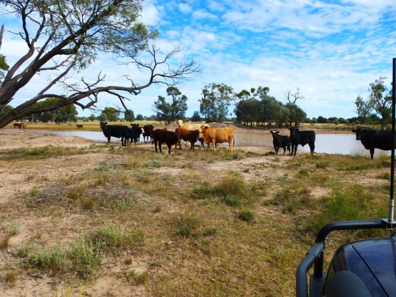 ” BONDALE “, Moonie QLD 4406