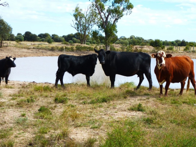 ” BONDALE “, Moonie QLD 4406