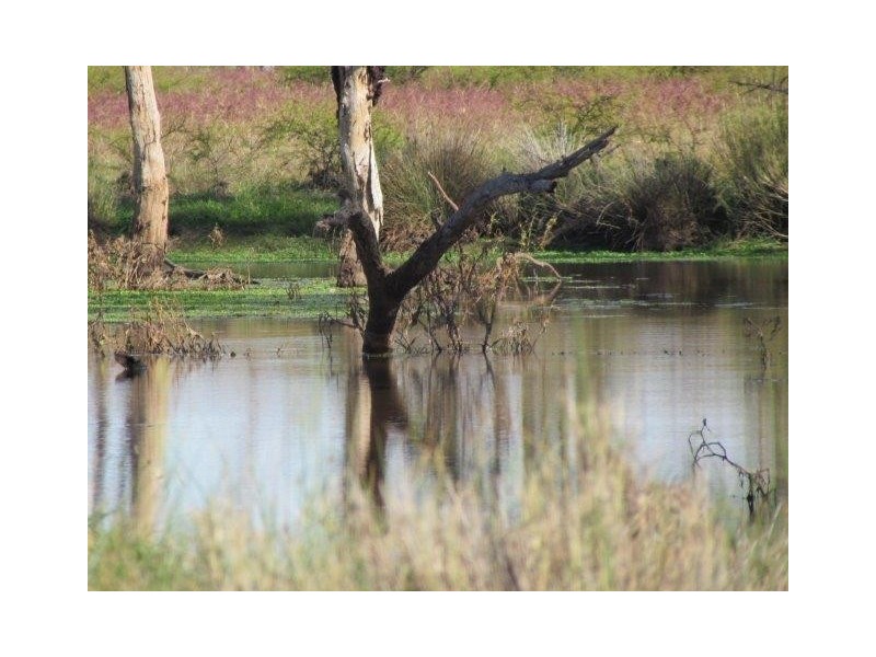 ” Marne”, Wallumbilla QLD 4428