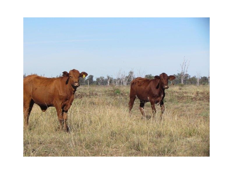 ” Marne”, Wallumbilla QLD 4428