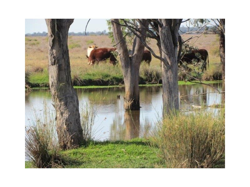 ” Marne”, Wallumbilla QLD 4428