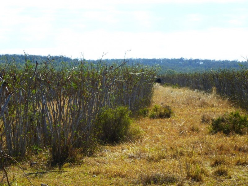 ” WONGA “, Jandowae QLD 4410