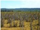 ” WONGA “, Jandowae QLD 4410
