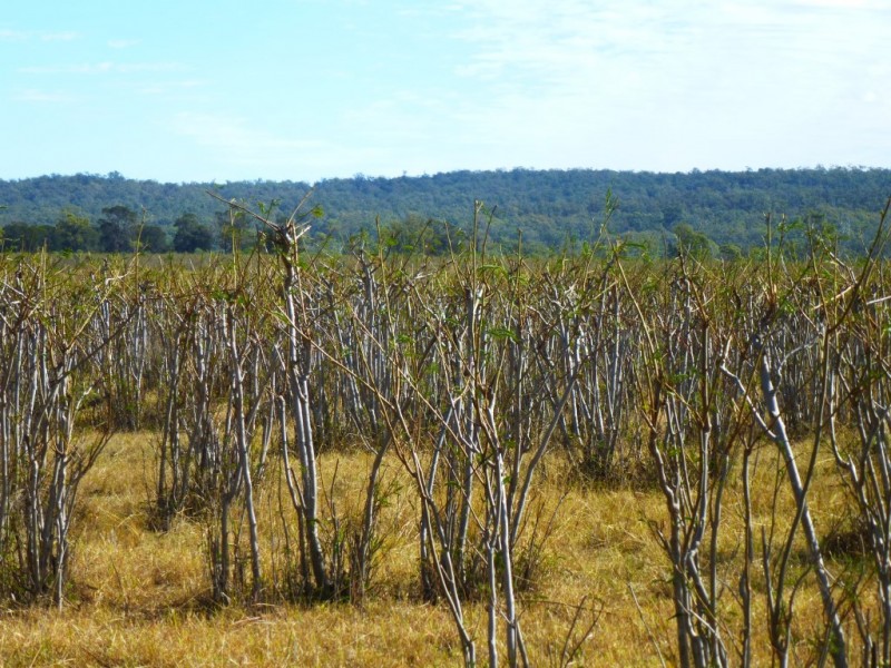 ” WONGA “, Jandowae QLD 4410