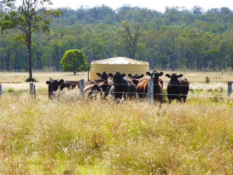 ” WONGA “, Jandowae QLD 4410