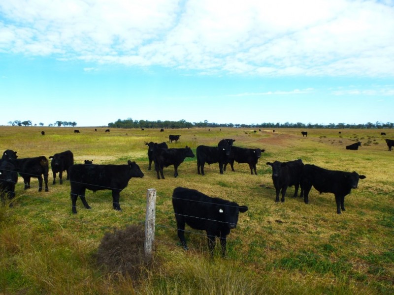” WONGA “, Jandowae QLD 4410