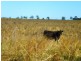 ” WONGA “, Jandowae QLD 4410