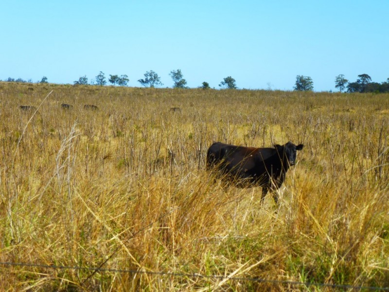 ” WONGA “, Jandowae QLD 4410
