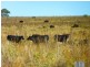 ” WONGA “, Jandowae QLD 4410