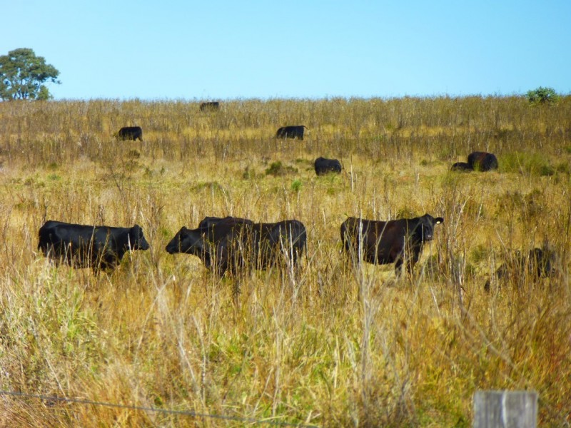 ” WONGA “, Jandowae QLD 4410