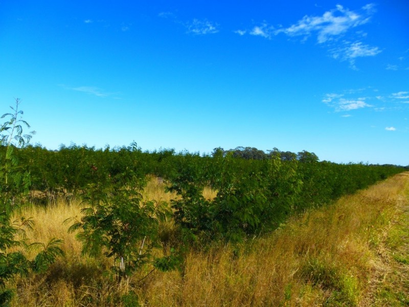 ” ALICE DOWNS “, Jandowae QLD 4410