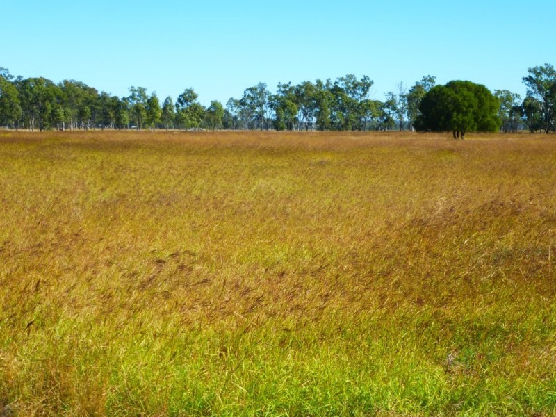 ” ALICE DOWNS “, Jandowae QLD 4410