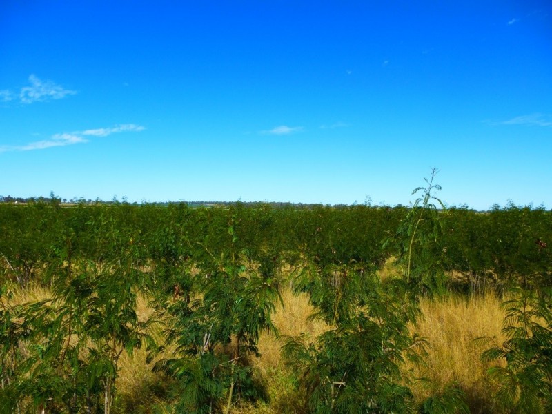 ” ALICE DOWNS “, Jandowae QLD 4410