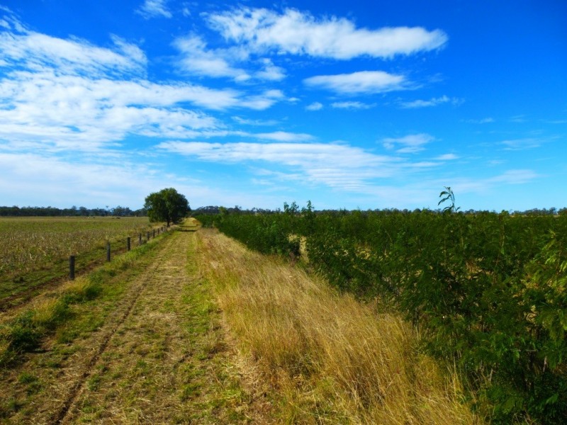 ” ALICE DOWNS “, Jandowae QLD 4410