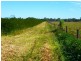 ” ALICE DOWNS “, Jandowae QLD 4410