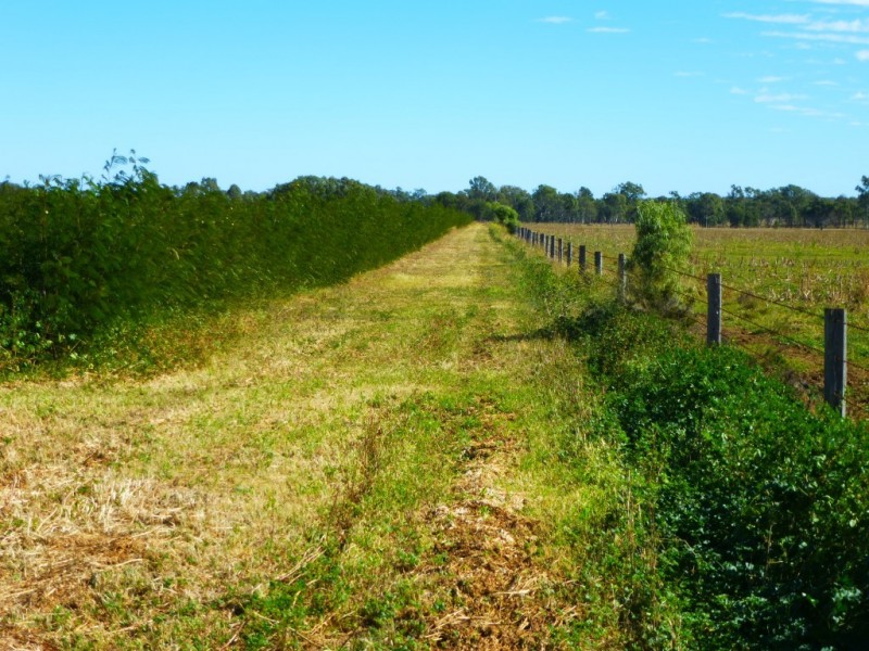 ” ALICE DOWNS “, Jandowae QLD 4410