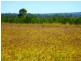 ” ALICE DOWNS “, Jandowae QLD 4410