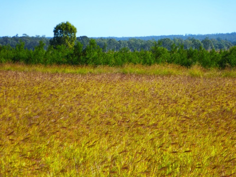 ” ALICE DOWNS “, Jandowae QLD 4410