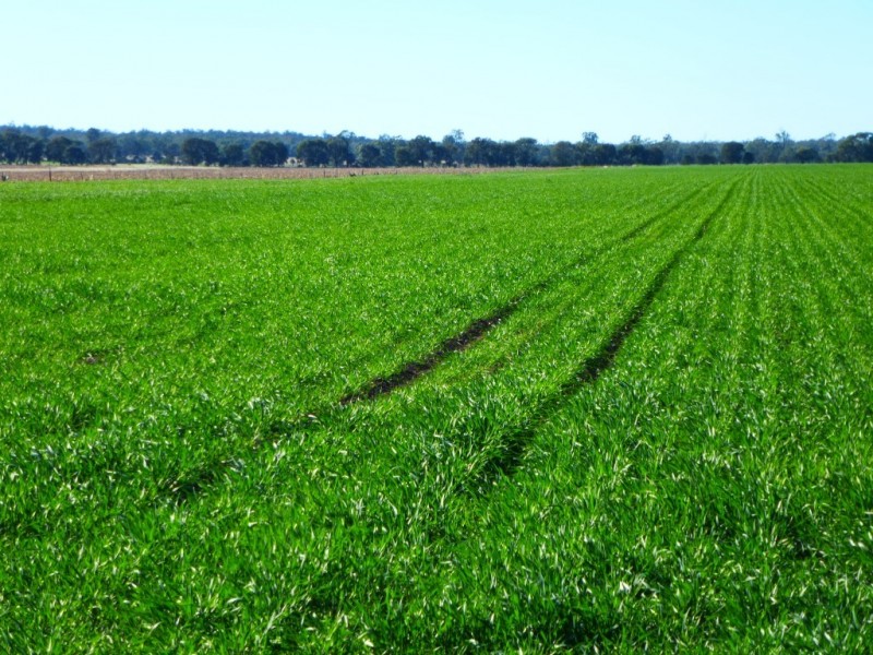 ” KILLARA “, Goranba QLD 4421