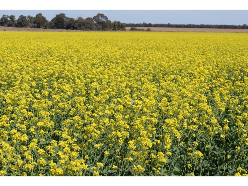 ” KILLARA “, Goranba QLD 4421