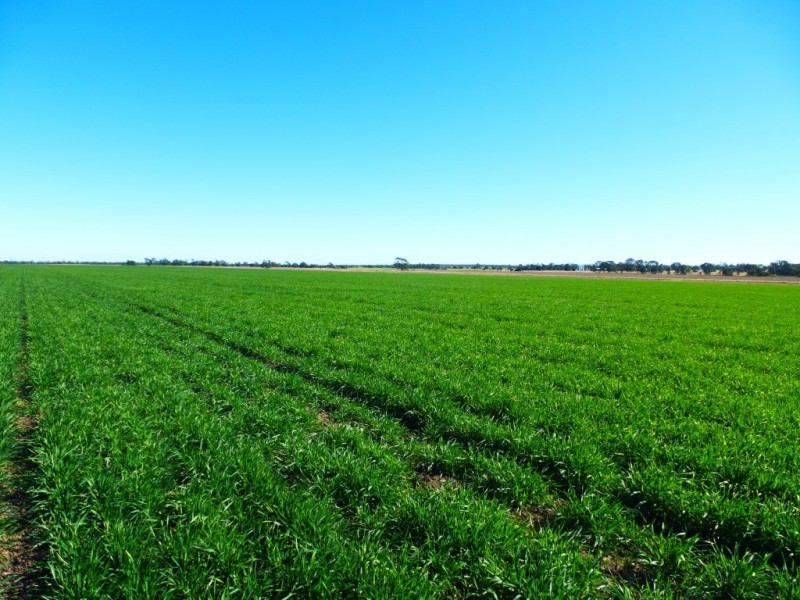 ” KILLARA “, Goranba QLD 4421