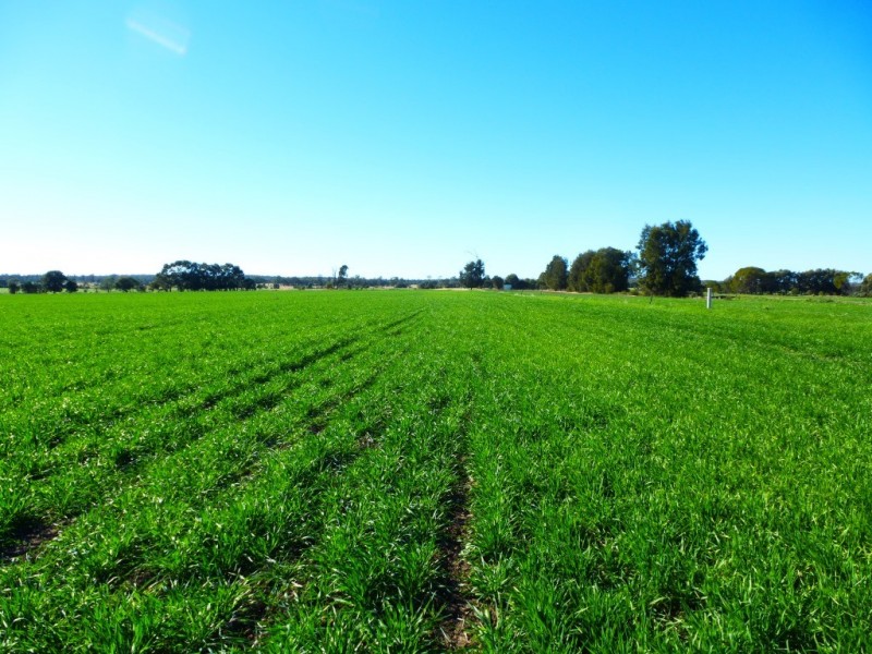 ” KILLARA “, Goranba QLD 4421