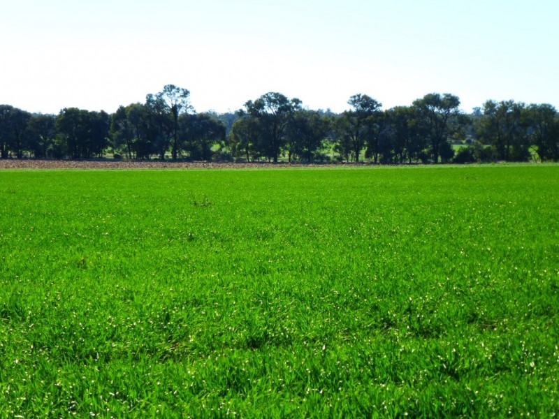 ” KILLARA “, Goranba QLD 4421