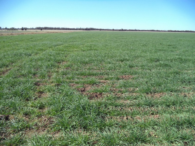 ‘ Kilrush ‘, Condamine QLD 4416