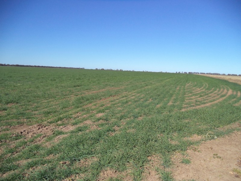 ‘ Kilrush ‘, Condamine QLD 4416