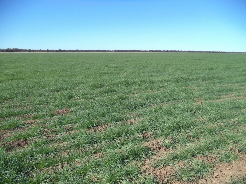 ‘ Kilrush ‘, Condamine QLD 4416