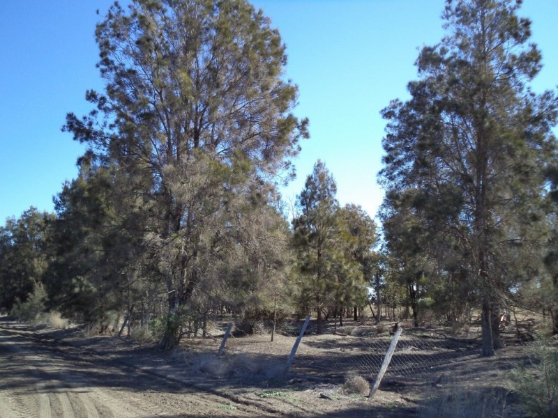 ‘ Kilrush ‘, Condamine QLD 4416