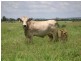 ” Veralla”, Roma QLD 4455