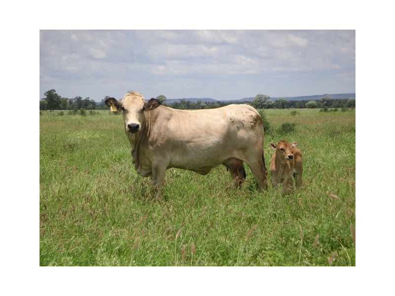 ” Veralla”, Roma QLD 4455