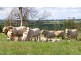 ” Veralla”, Roma QLD 4455