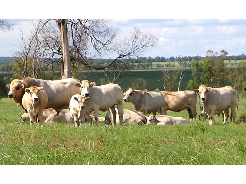 ” Veralla”, Roma QLD 4455