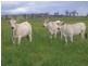 ” Veralla”, Roma QLD 4455