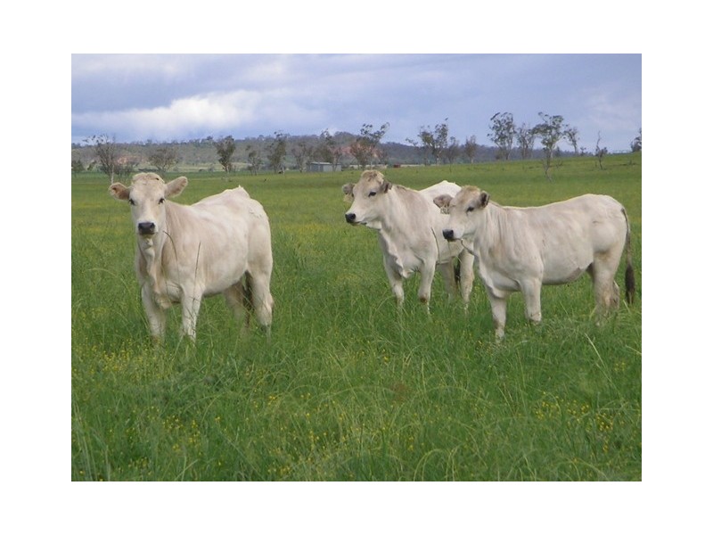 ” Veralla”, Roma QLD 4455