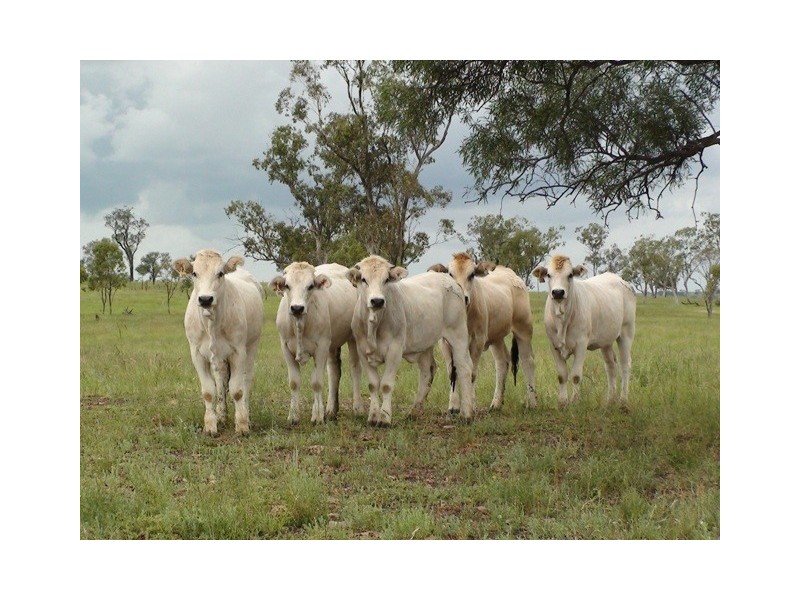 ” Veralla”, Roma QLD 4455