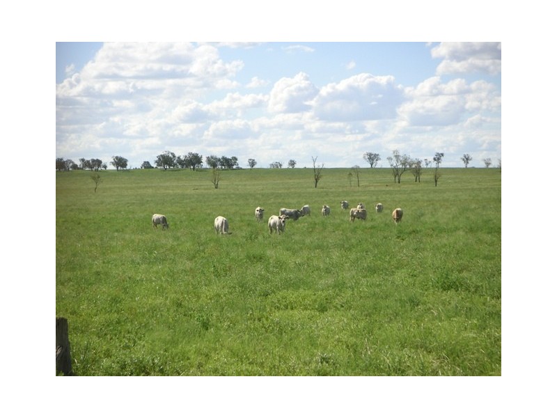 ” Veralla”, Roma QLD 4455
