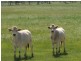 ” Veralla”, Roma QLD 4455