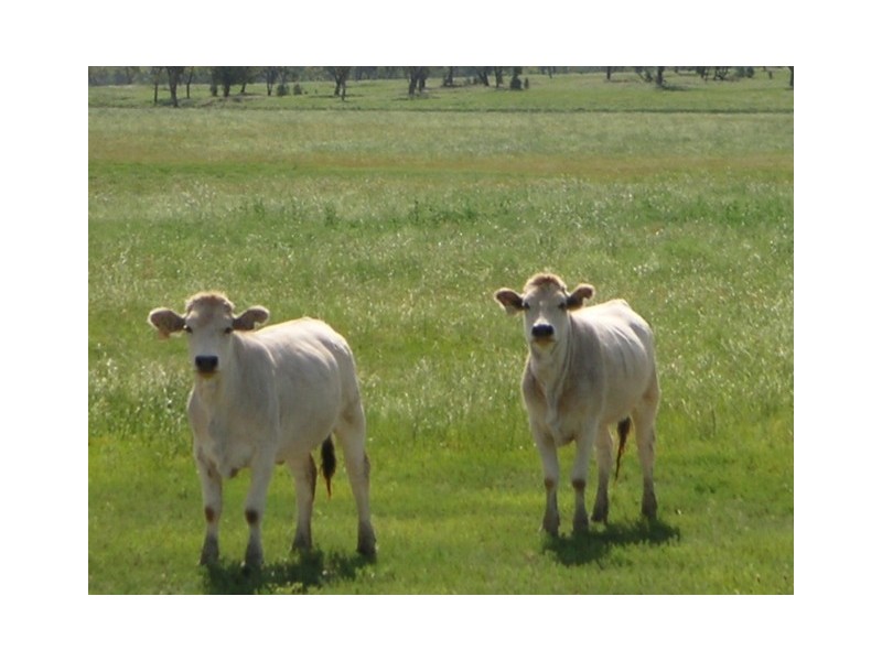 ” Veralla”, Roma QLD 4455